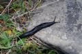 Limax ianninii